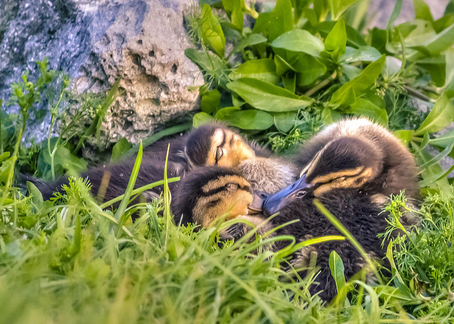 Sleepy Ducklings Photograph by Rob Sellers