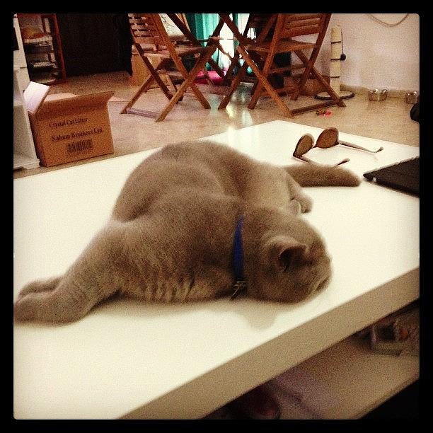 Cat Photograph - Sleepy Dusty💤💤 #sleeping #dusty by May Pinky  ✨