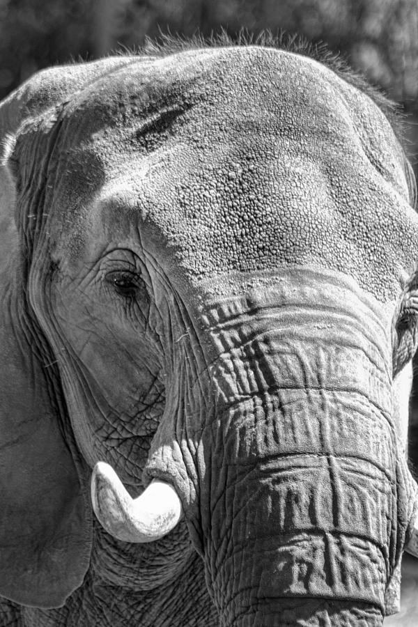 Sleepy Elephant Lady Black and White Photograph by Kathy Clark