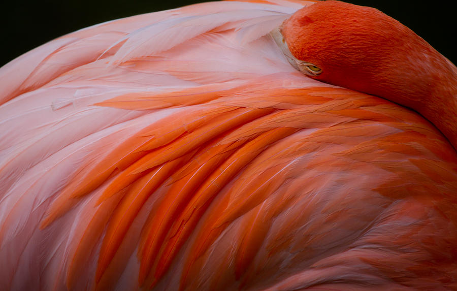 Everglades National Park Photograph - Sleepy Flamingo by Andres Leon