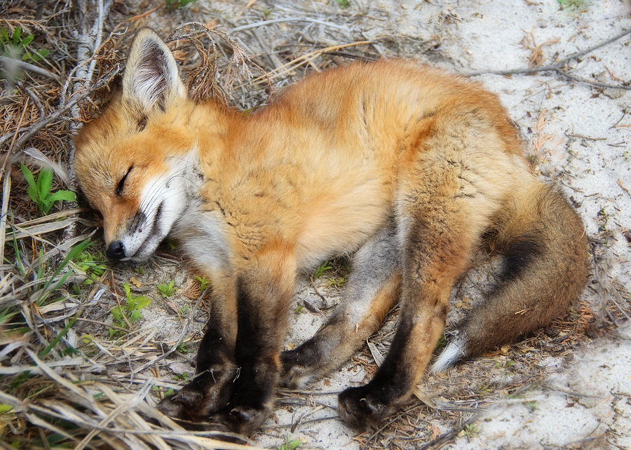 Nature Photograph - Sleepy Fox Kit by Vicki Jauron