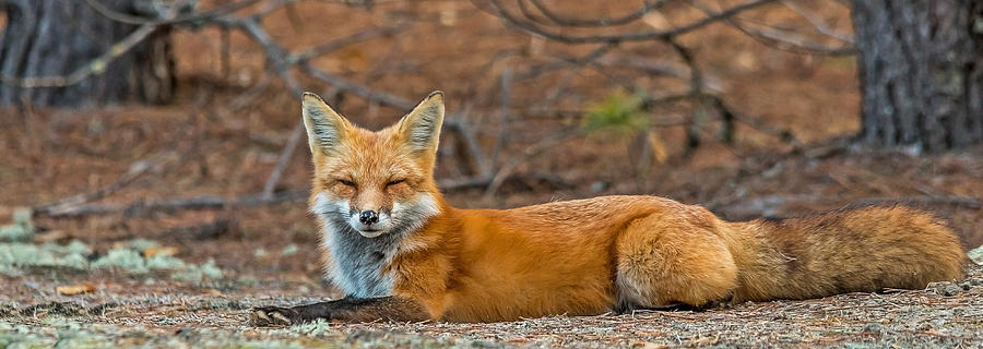 Wildlife Photograph - Sleepy Fox by Steve Dunsford