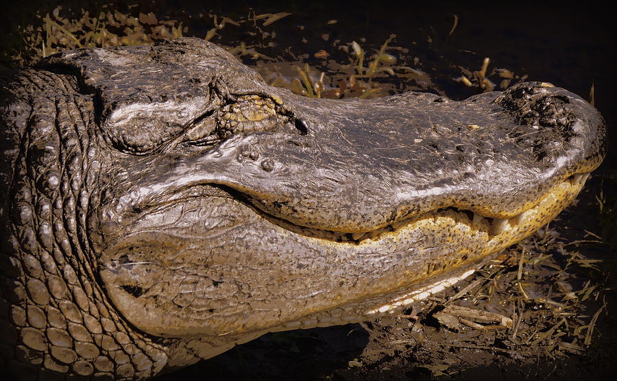 Alligator Photograph - Sleepy Gator 2 by Sheri McLeroy