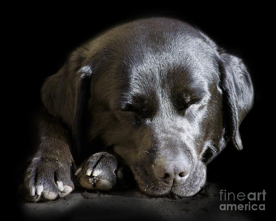 Sleepy In The Spotlight Photograph by Linsey Williams