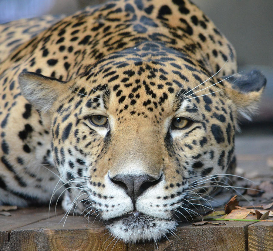 Sleepy Jaguar Photograph by Richard Bryce and Family