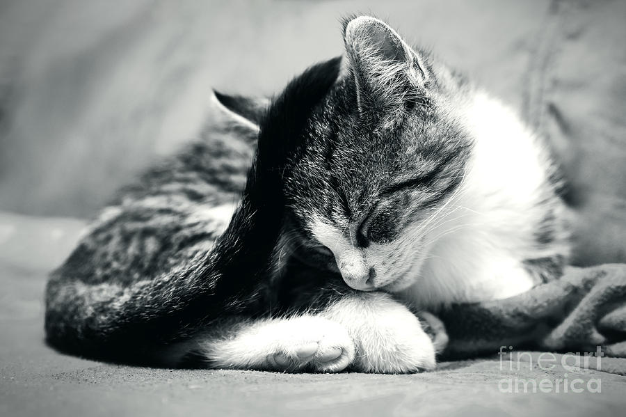 Sleepy Kitten Photograph by Daniel Heine