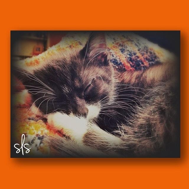 Sleepy Kitten.❤️ Photograph by Sarah Steele