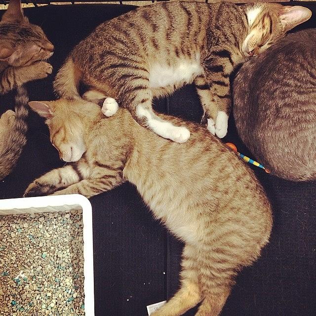 Petsmart Photograph - Sleepy Kittens! #candyscats #petsmart by Jessica McDade