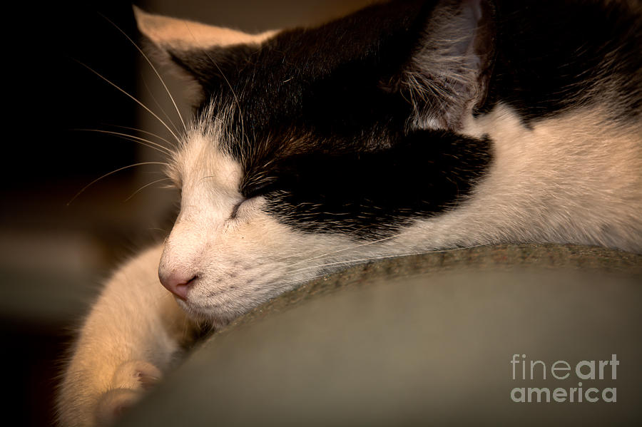Sleepy Kitty Photograph by Cheryl Baxter