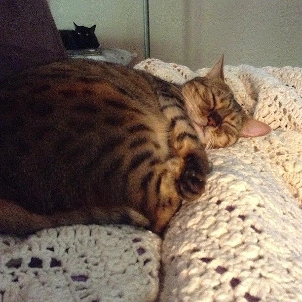 Cat Photograph - Sleepy Kitty #cute #awesome #bengalcat by Reannyn Weiler