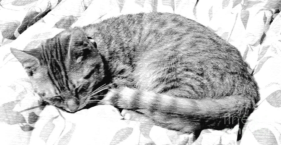 Sleepy Kitty Photograph by Lilliana Mendez