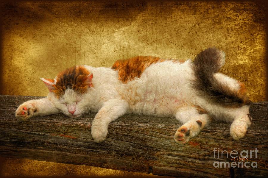 Cat Photograph - Sleepy Kitty by Lois Bryan