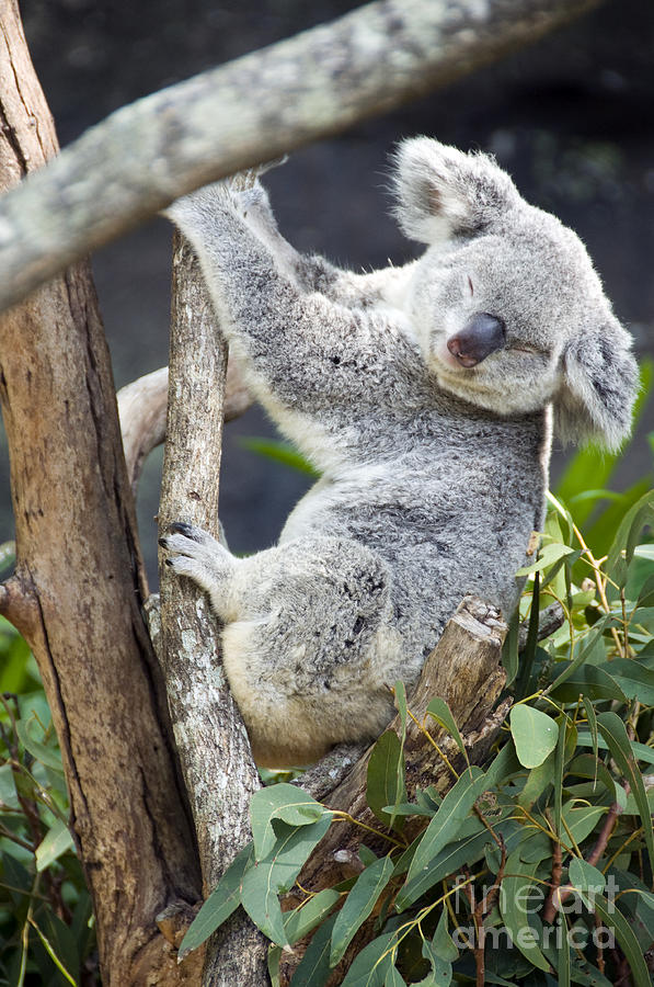 Sleepy Koala Photograph by Milena Boeva