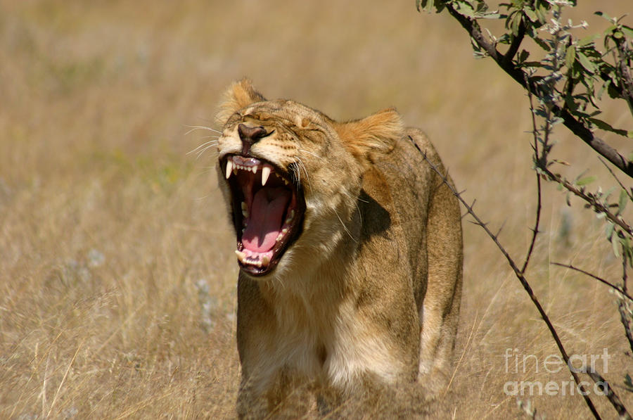 Wildlife Photograph - Sleepy Lioness by Alison Kennedy-Benson