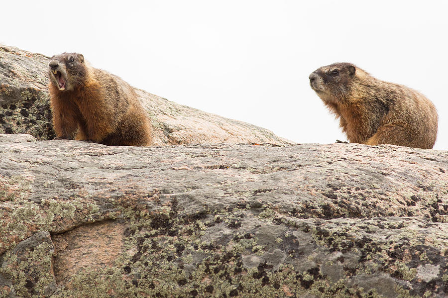 Sleepy Marmots Photograph by Natural Focal Point Photography