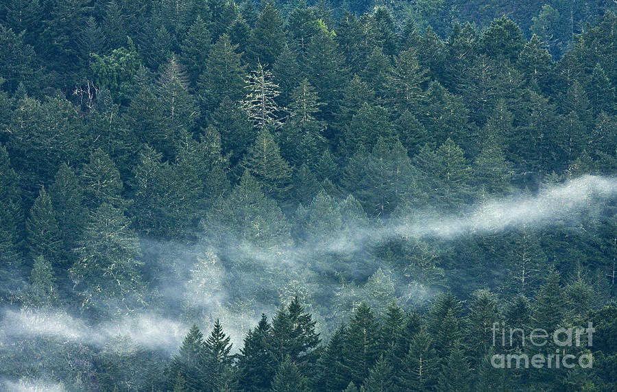 Forest Photograph - Sleepy Morning by Matt Tilghman Forest Photograph - Sleepy Morning by Matt Tilghman