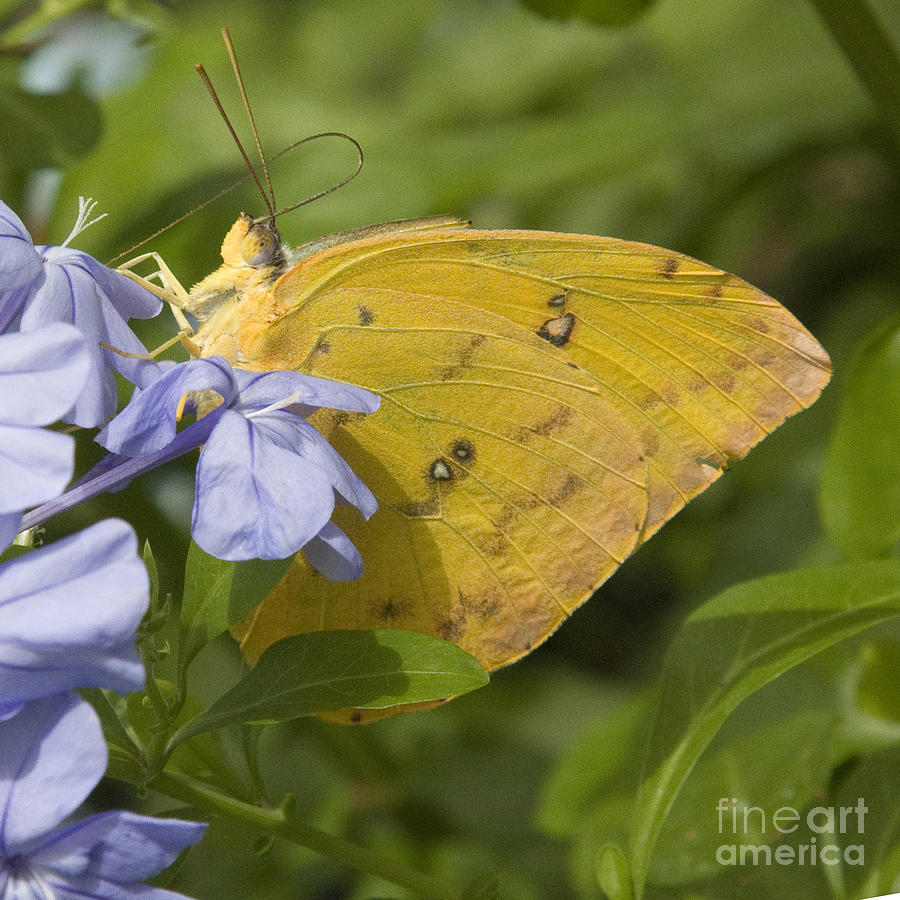 Sleepy Orange Butterfly Photograph by Chris Scroggins