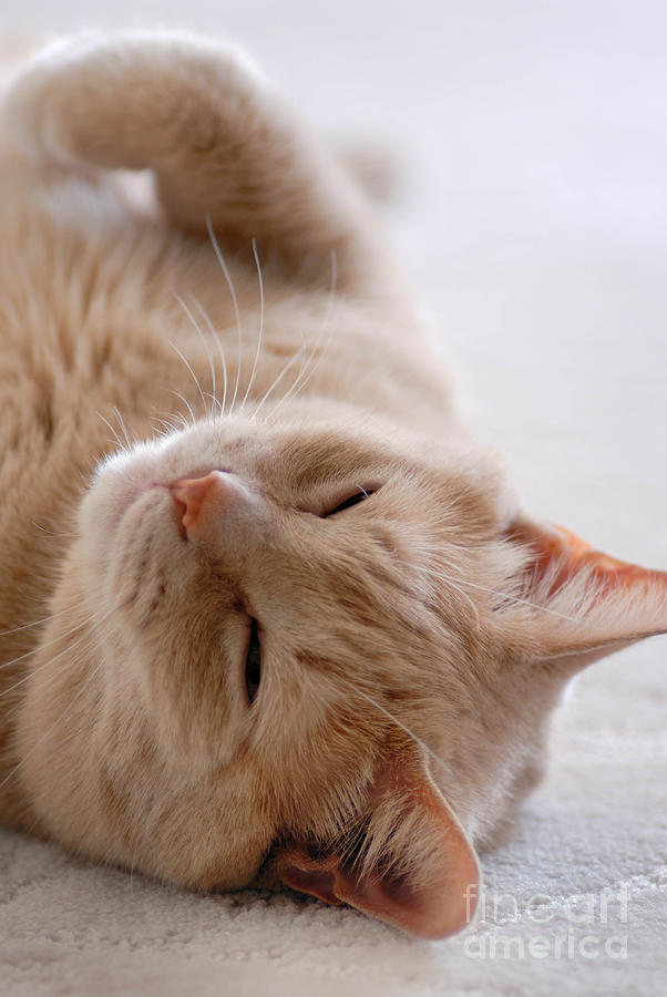 Cat Photograph - Sleepy Orange Cat by Amy Cicconi