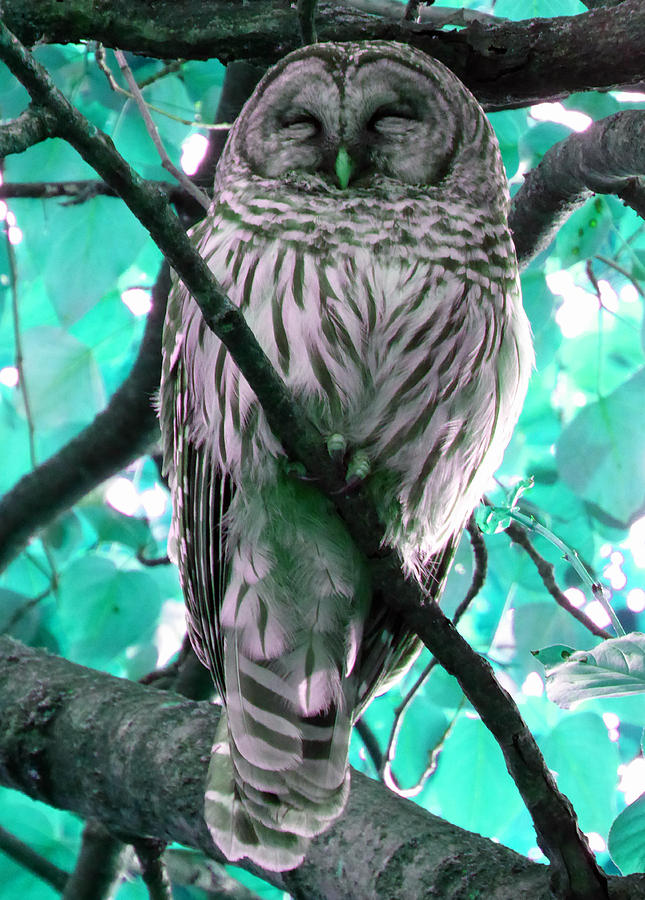 Sleepy Owl 3 Photograph by Laurie Tsemak