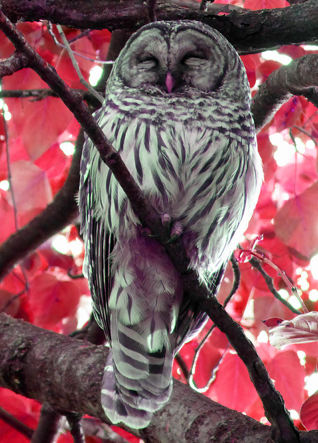 Sleepy Owl 2 Photograph by Laurie Tsemak