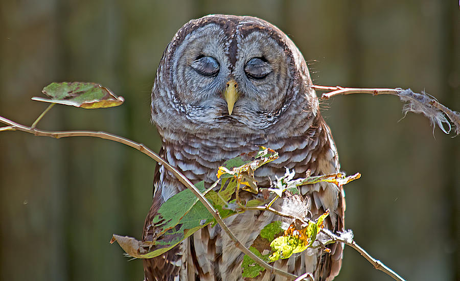 Sleepy Owl Photograph by Kenneth Albin