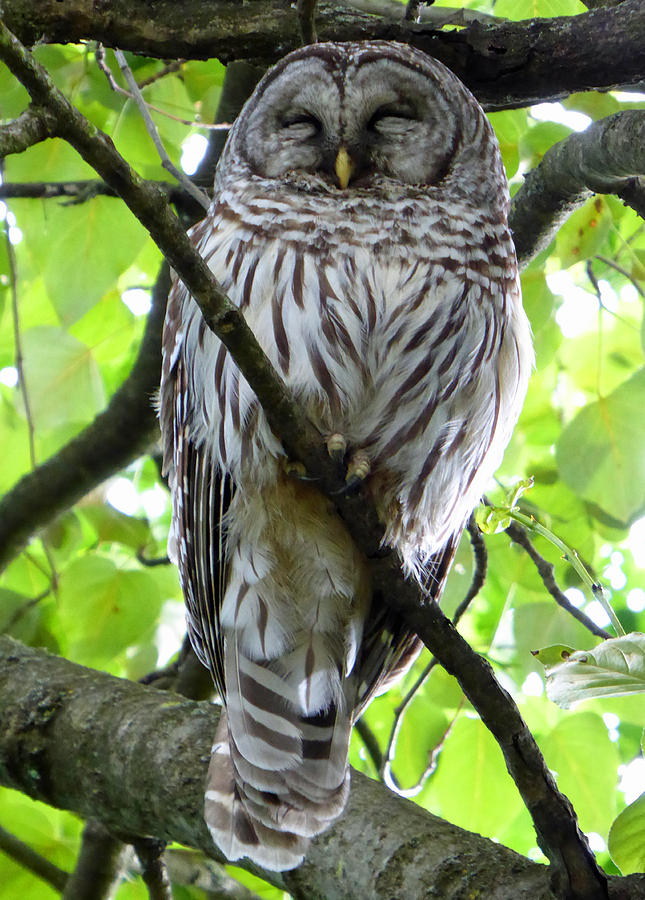 Sleepy Owl Photograph by Laurie Tsemak