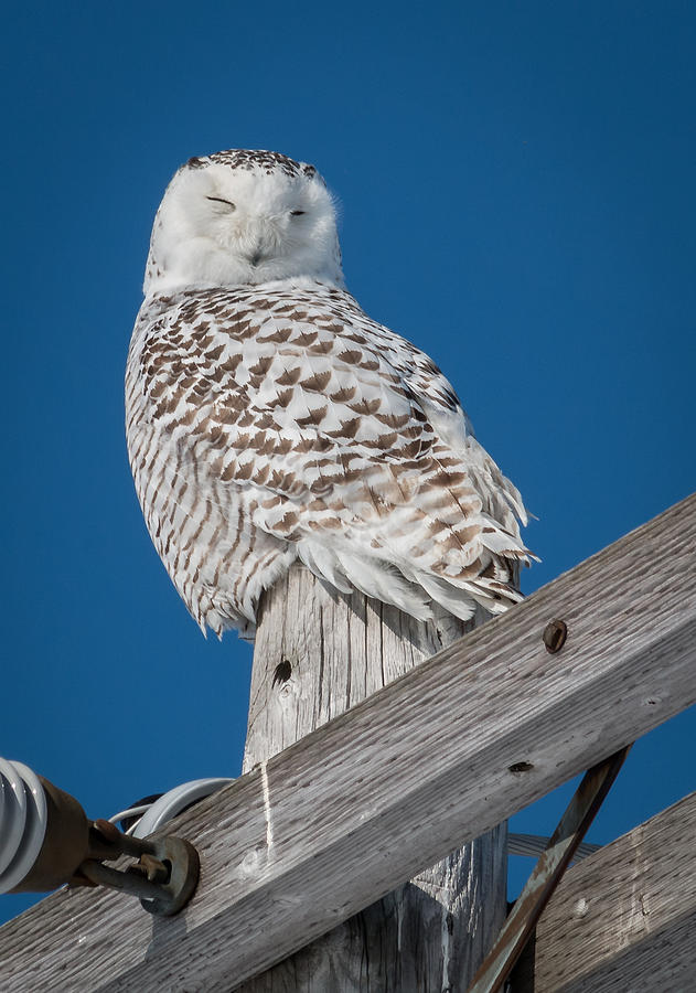 Sleepy Owl Photograph by Sandy Roe