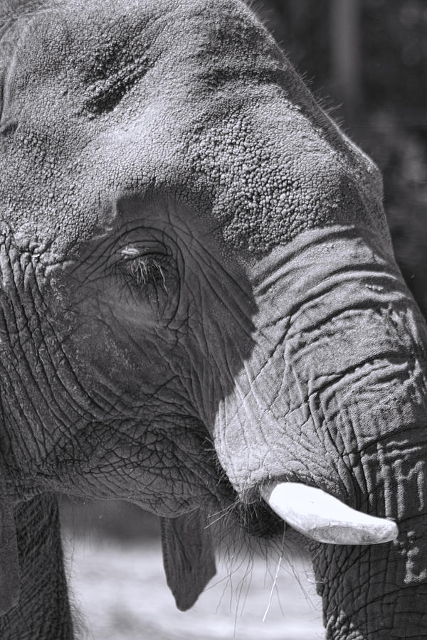 Sleepy Pachyderm in Black and White Photograph by Kathy Clark