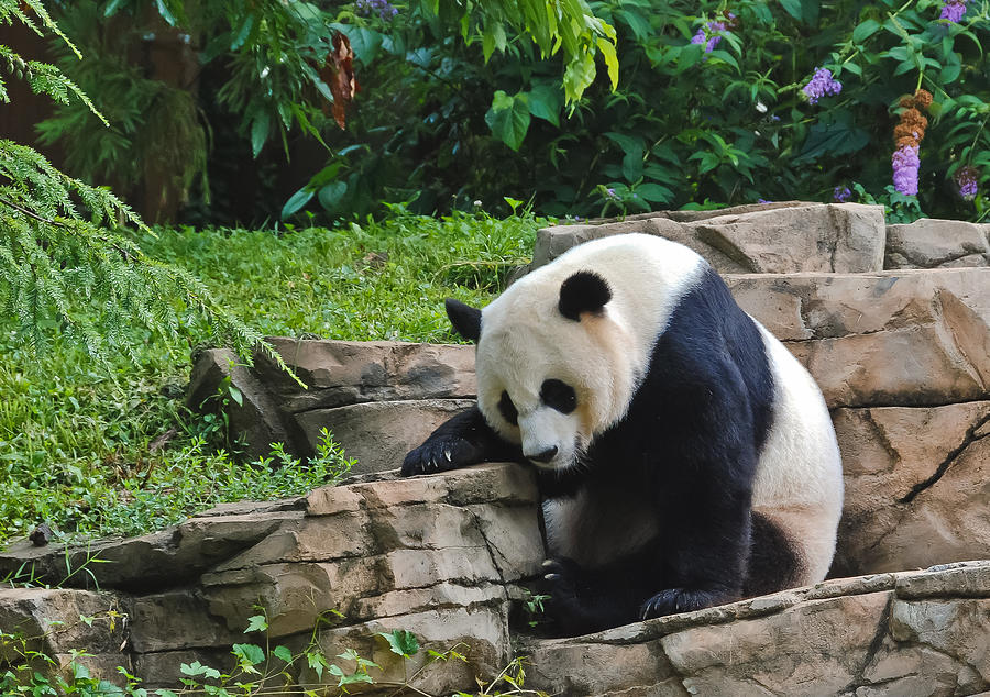 Sleepy Panda Photograph by Oswald George Addison