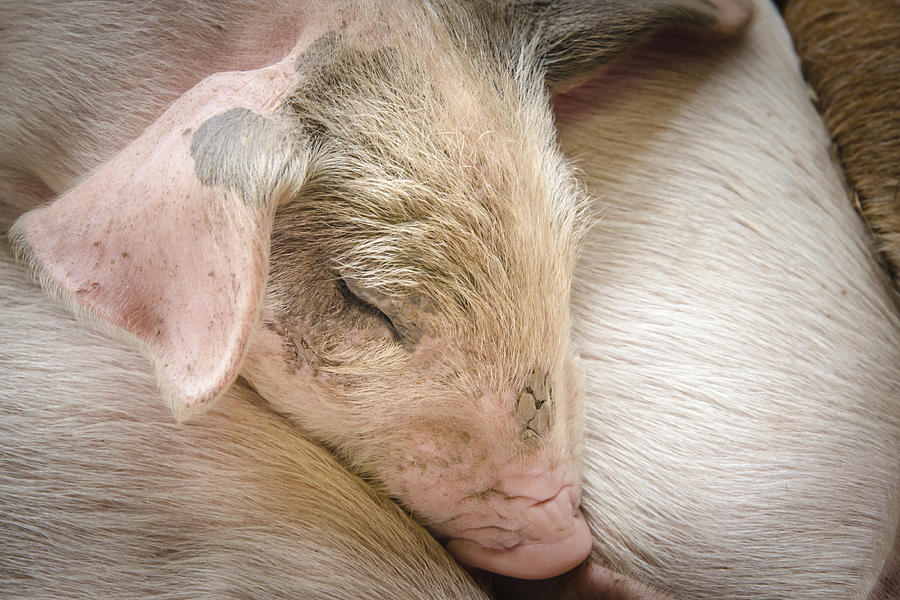 Animal Photograph - Sleepy Piglet by Bradley Clay