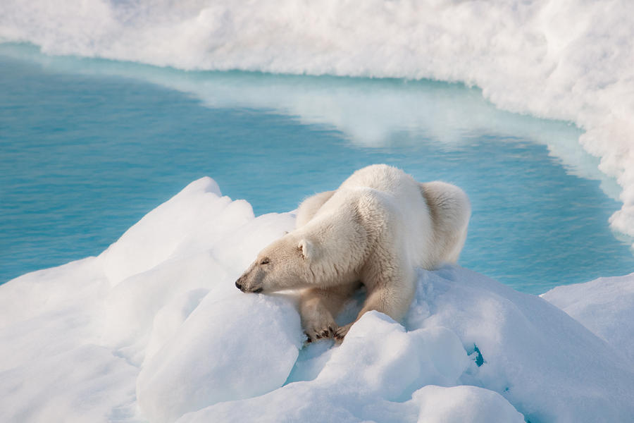 Sleepy Polar Bear Photograph by June Jacobsen