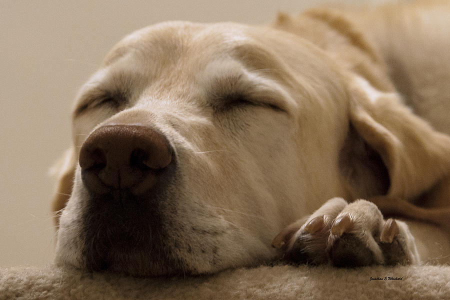 Dog Photograph - Sleepy Portrait of a Yellow Labrador Retriever  by Jonathan Whichard