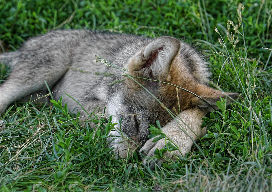 Sleepy Pup Photograph by Shari Jardina
