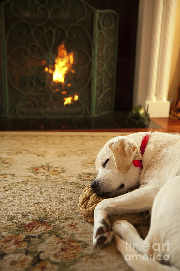 Christmas Photograph - Sleepy Puppy by Diane Diederich