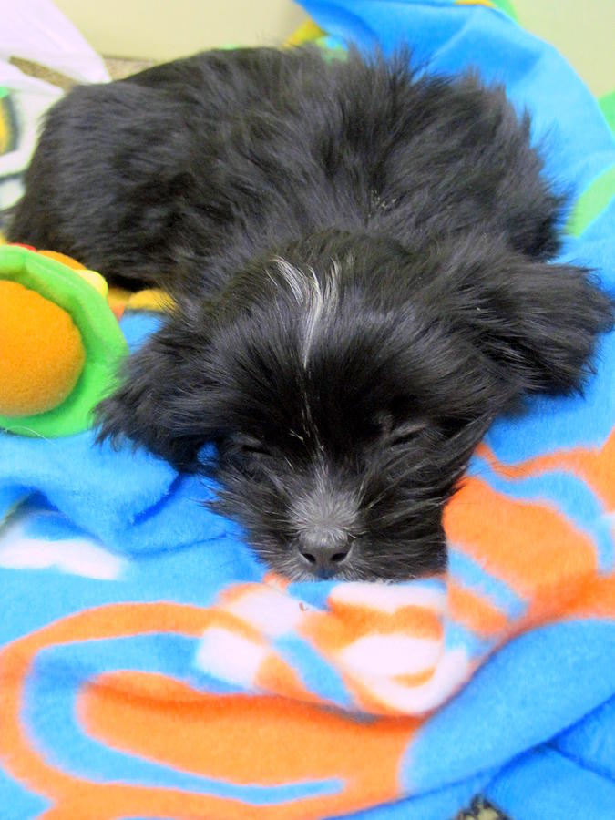Sleepy Puppy Photograph by Suzanne DeGeorge