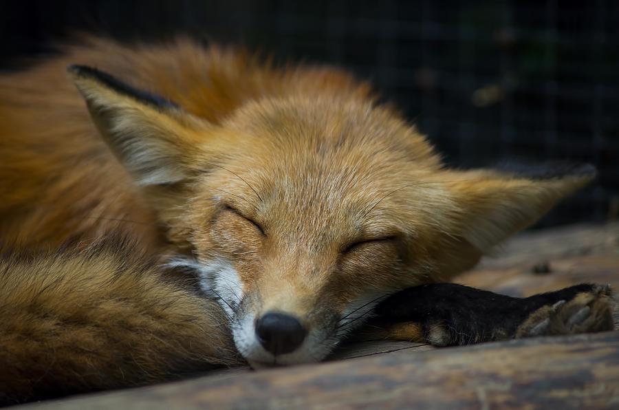 Sleepy Red Fox Photograph by Kris Franklin | Fine Art America