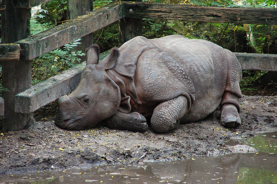 Sleepy Rhino Photograph by Aimee L Maher ALM GALLERY