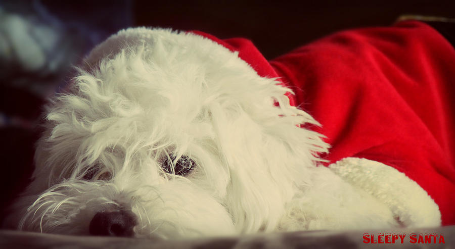 Sleepy Santa Photograph by Melanie Lankford Photography