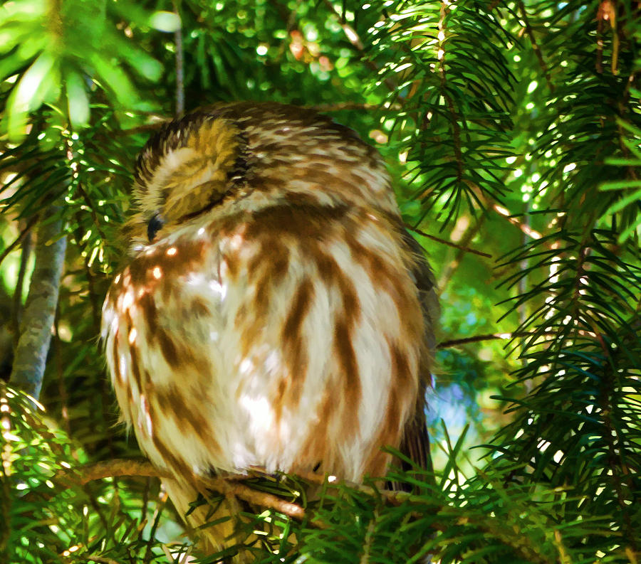Sleepy Saw-Whet Owl On A Sunny Afternoon Photograph by Jordan Blackstone