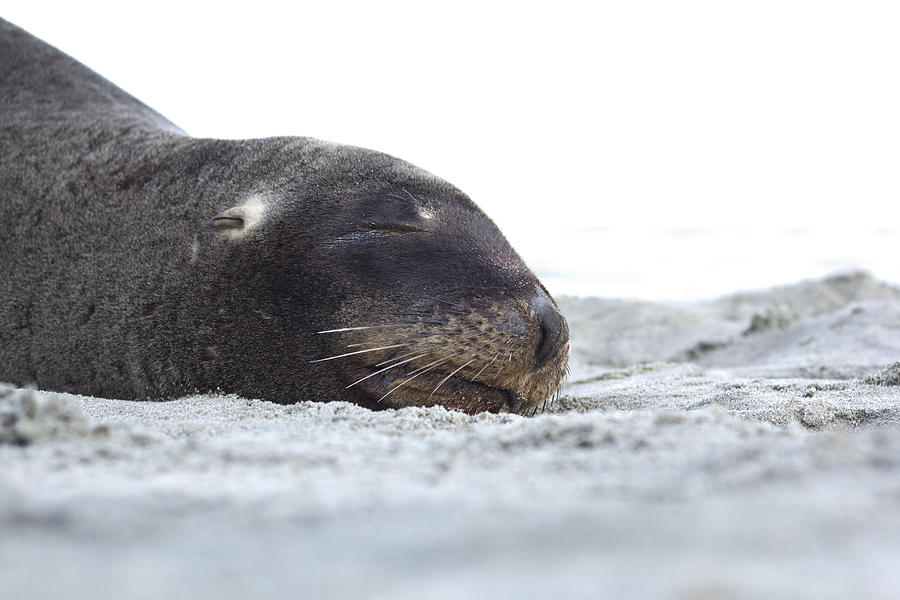 chonky sleepy seal