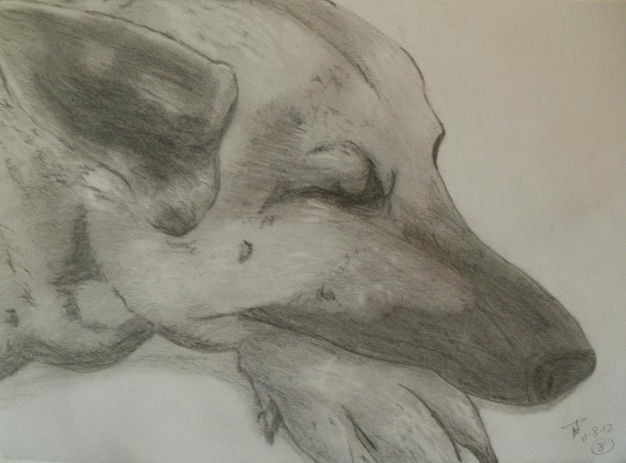 Black And White Drawing - Sleepy Shepherd by Thomasina Durkay