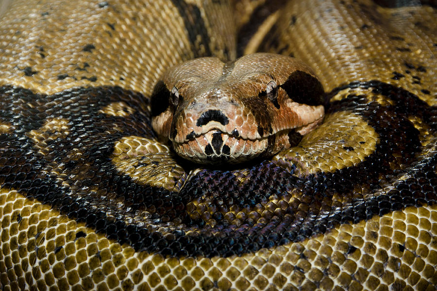Sleepy Snake Photograph by Eleanor Bortnick