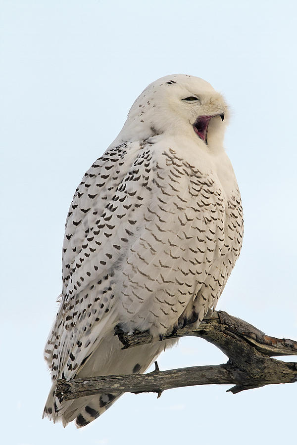 Sleepy Snowy Owl Photograph by John Vose