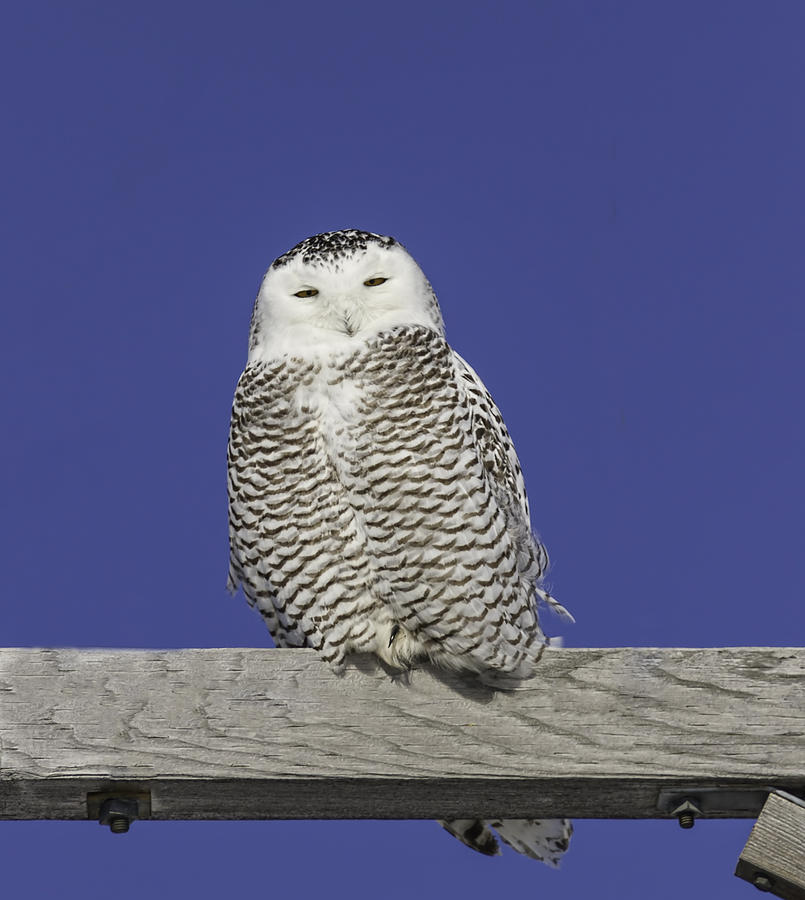 Sleepy Snowy Owl Photograph by Thomas Young