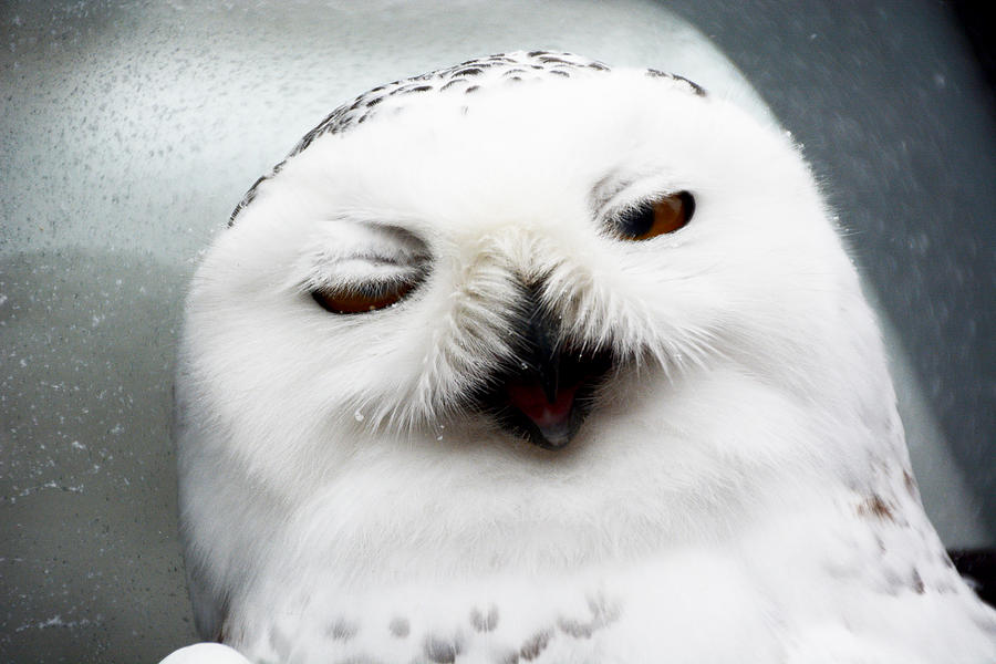 Sleepy Snowy Owl Photograph by Tracy Winter