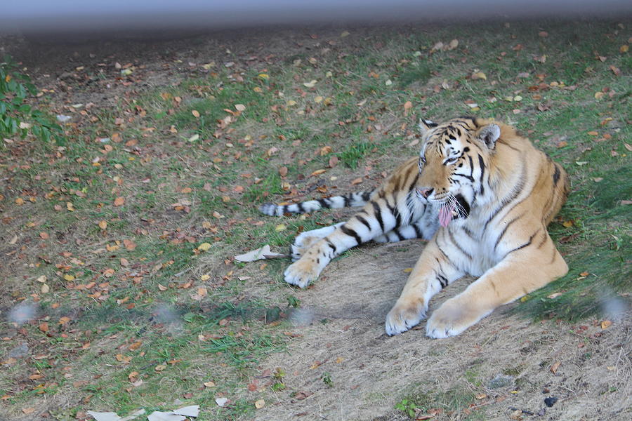 Sleepy Tiger Photograph by Denise Cicchella