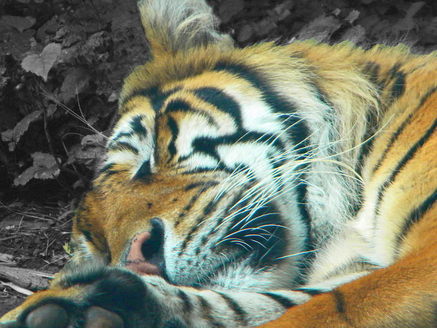 Sleepy Tiger Photograph by Phillip W Strunk | Fine Art America