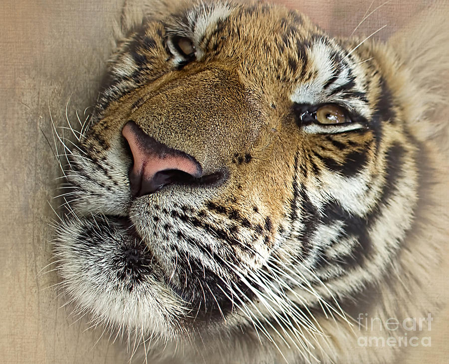 Pattern Photograph - Sleepy Tiger Portrait by Kaye Menner