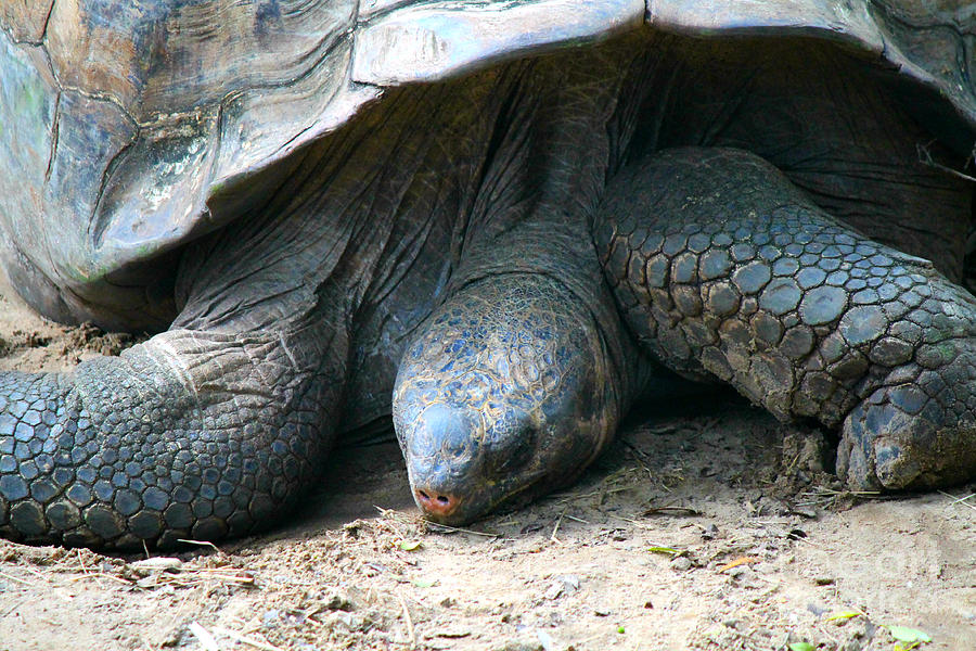 Sleepy Tortoise Photograph by Diana Baker - Fine Art America