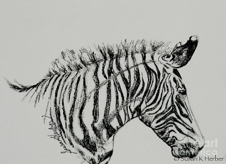 Sleepy Zebra Drawing by Susan Herber